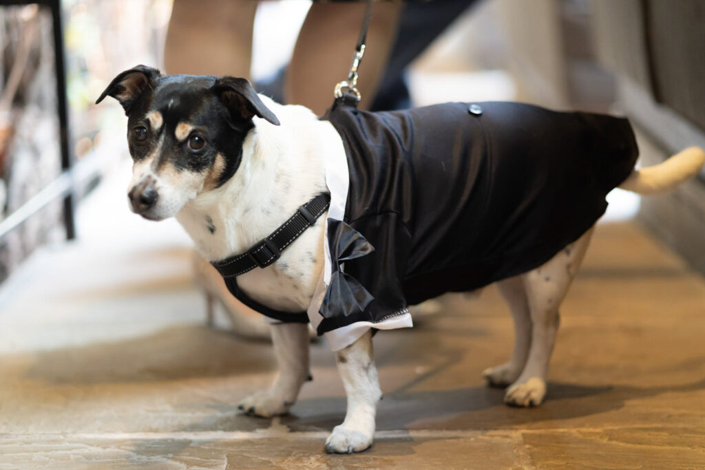 Stirk House dog portraits