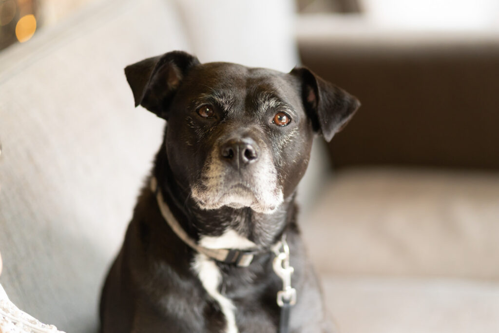 Stirk House dog portraits