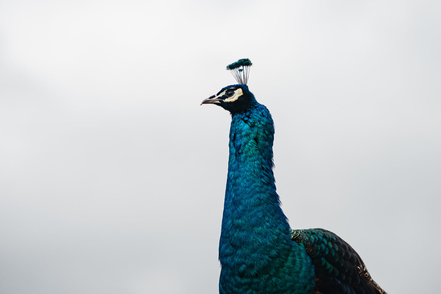 Grains Bar's peacock