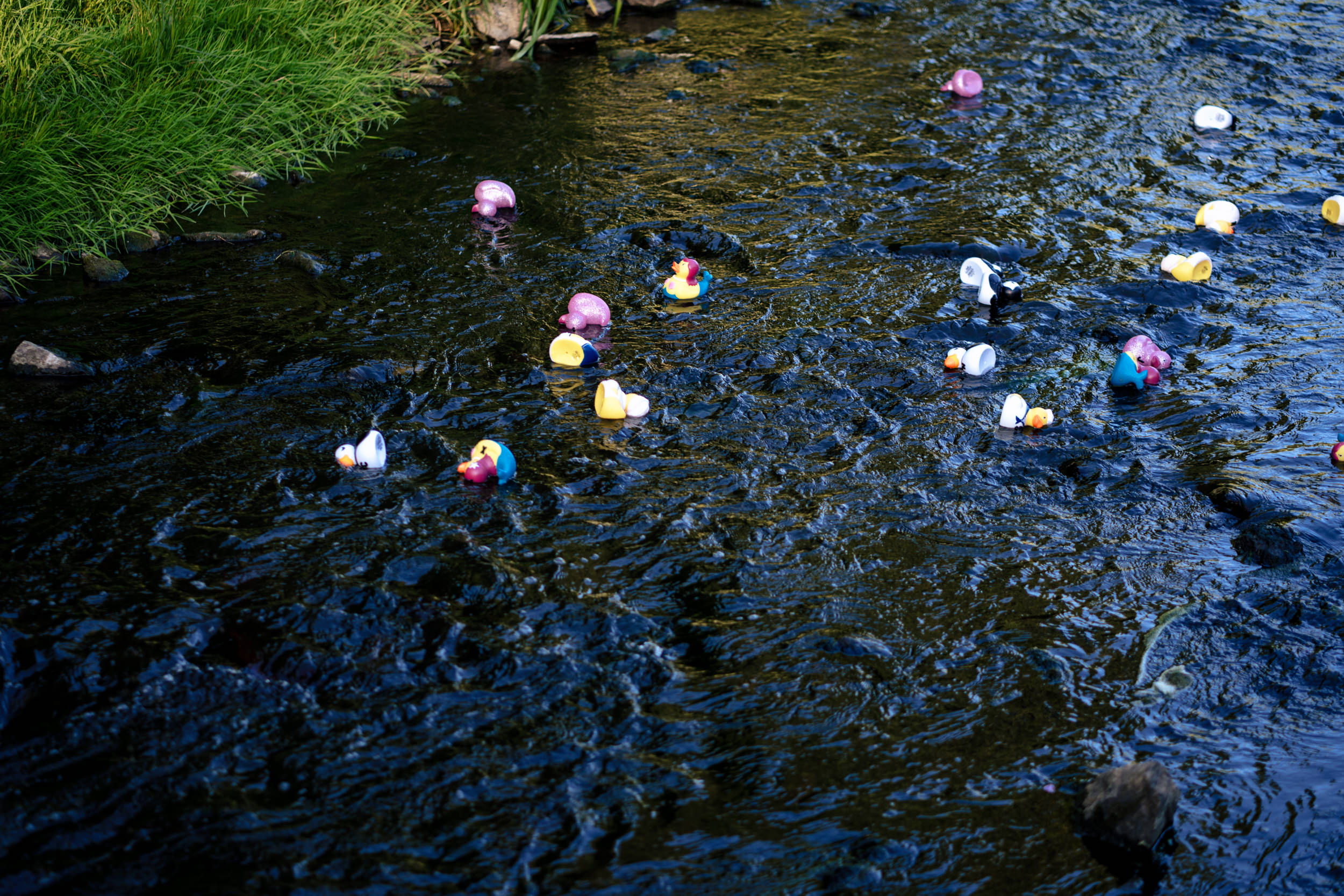 Duck race in the river at Gisburn Park